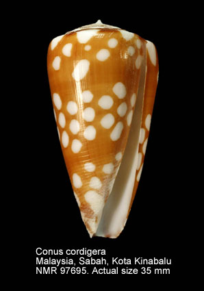 Conus cordigera (2).jpg - Conus cordigera G.B.Sowerby,1866
